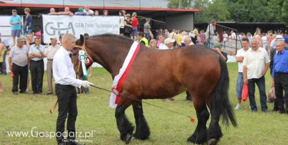 Superczempiony, czempiony i wiceczempiony koni XX Regionalnej Wystawy Zwierząt Hodowlanych w Szepietowie