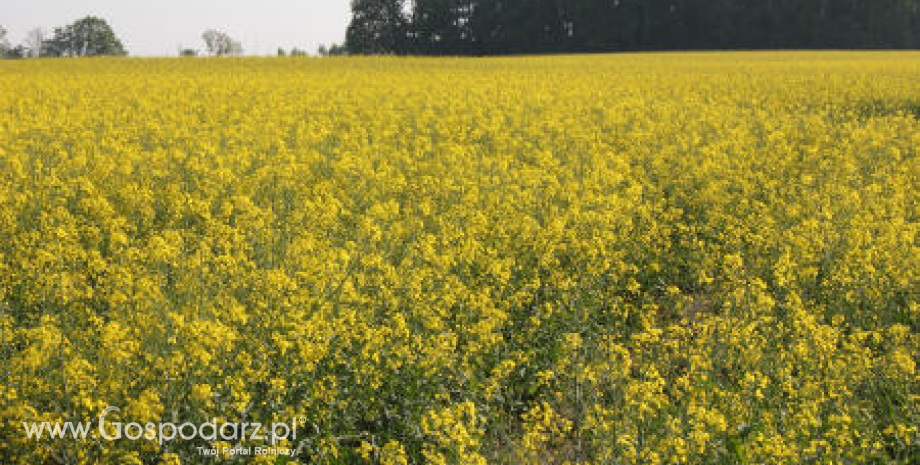 Wzrost światowych zbiorów oleistych w sezonie 2013/2014