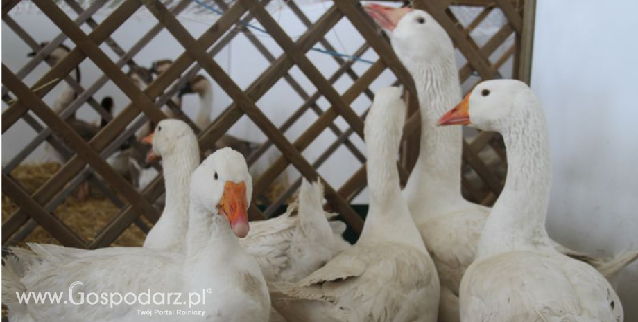 Zniesienie przez Republikę Korei restrykcji związanych z grypą ptaków w Polsce