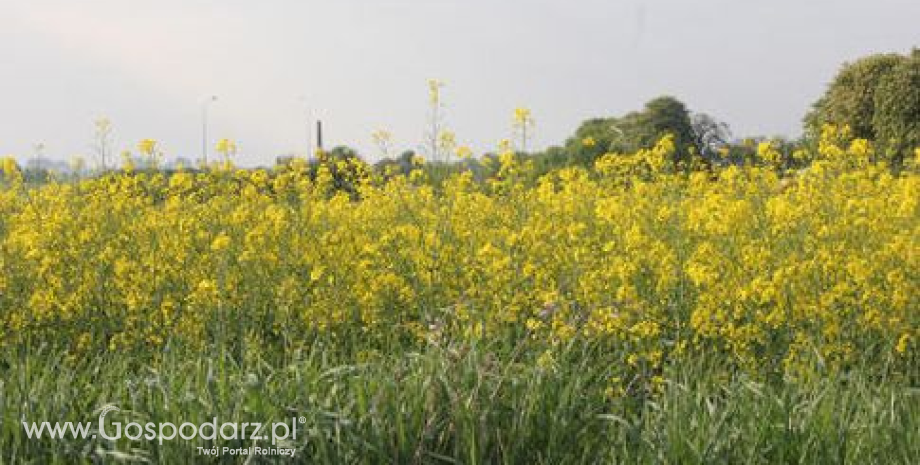 Niższe zbiory rzepaku na Ukrainie