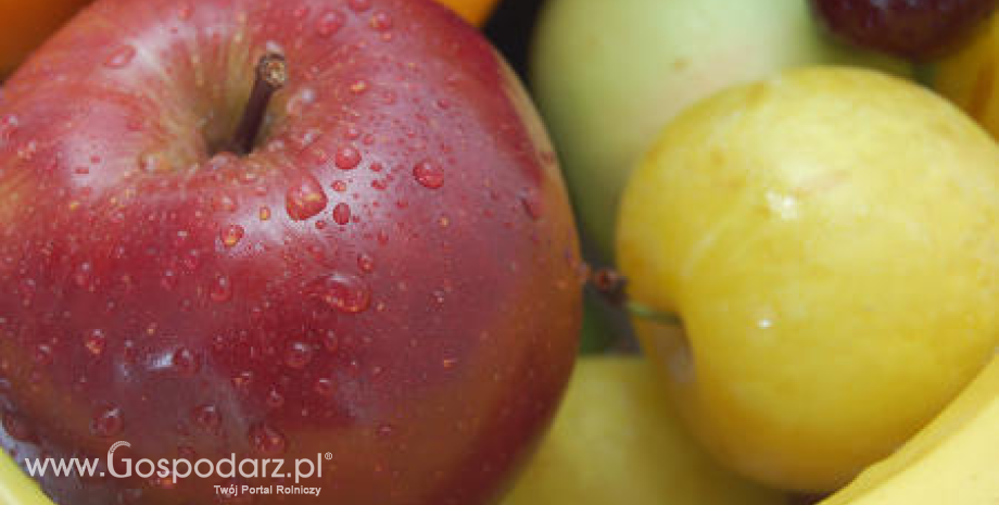 Zbiory owoców w Polsce
