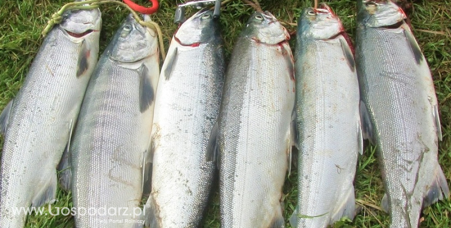 Eksport ryb i przetworów rybnych