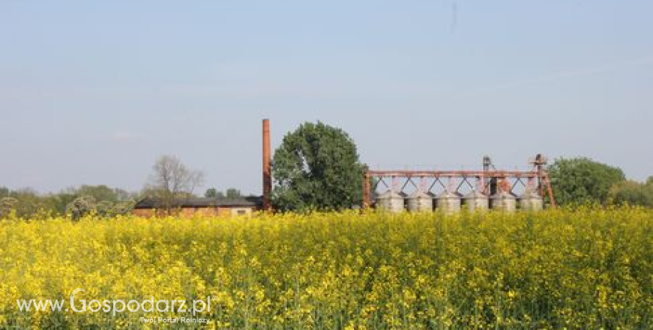 We wtorek rosły giełdowe notowania oleistych (29.05.2013)