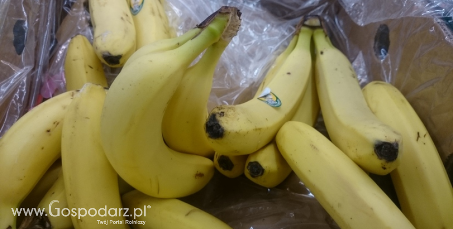 W wewnątrzunijnym handlu produktami ogrodnictwa dominują ziemniaki, pomidory i banany
