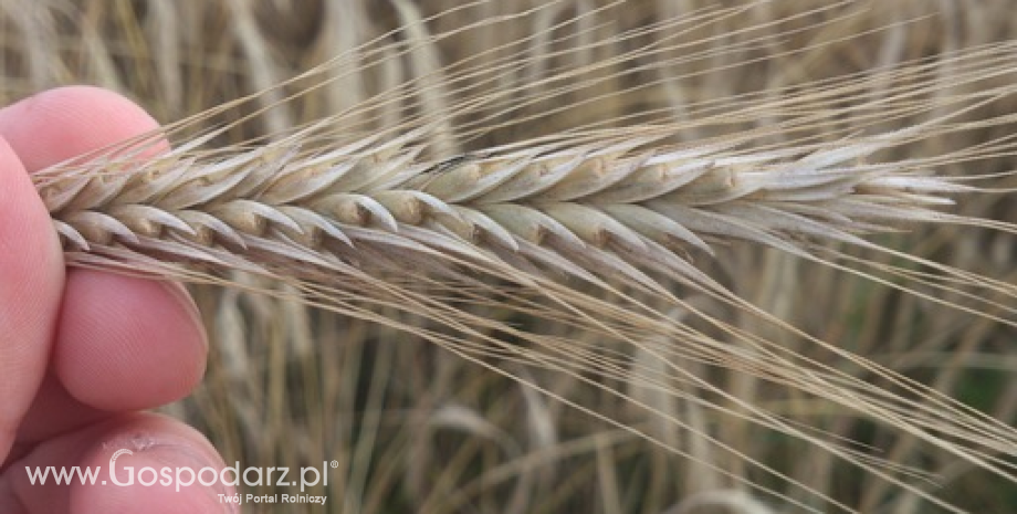 IERiGŻ: Podaż zbóż w Polsce spadła do 30,5 mln ton