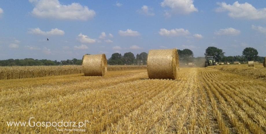 Przedwynikowa ocena zbiorów i plonów zbóż