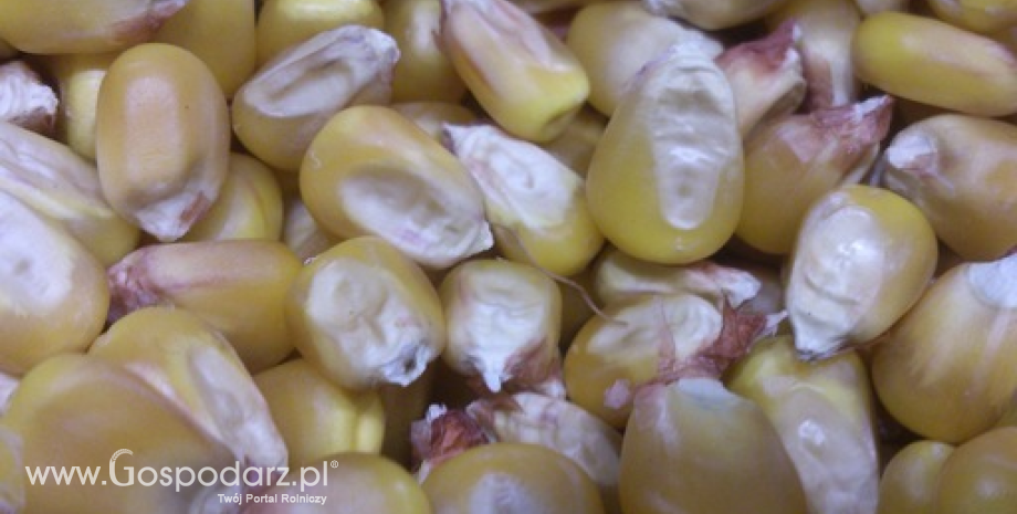 USDA obniża prognozę zużycia kukurydzy na bioetanol
