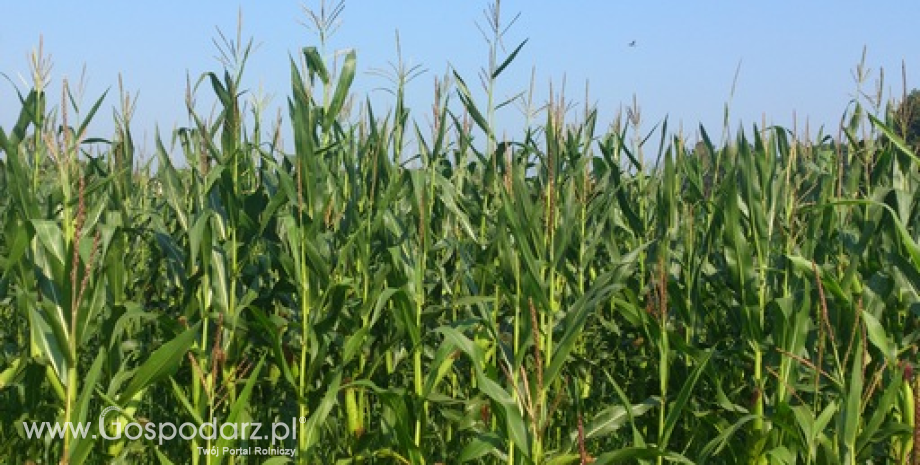 Kondycja amerykańskich upraw zbóż i soi jest dużo gorsza niż przed rokiem