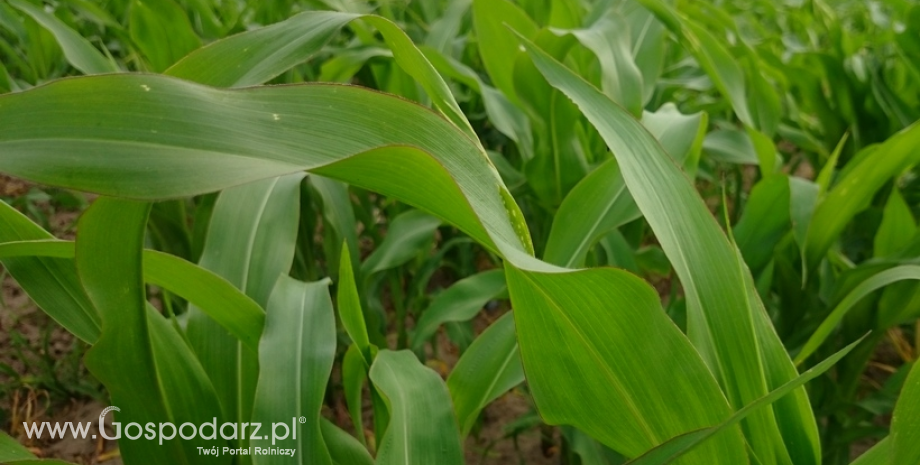 Utrzymuje się szybkie tempo zbiorów kukurydzy i soi w USA