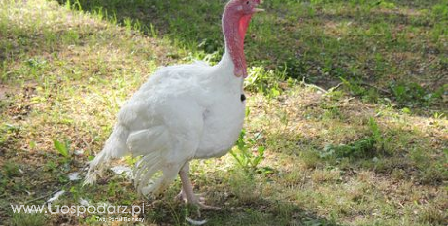 Stwierdzenie ogniska wysoce zjadliwej grypy ptaków (HPAI) u drobiu