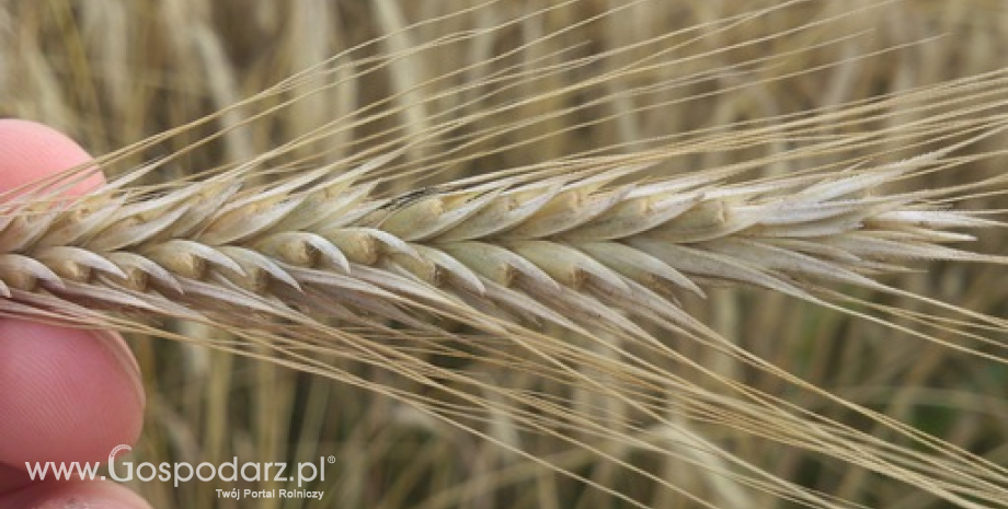 Podsumowanie tygodnia na giedłowym rynku zbóż (22-26.09.2014)