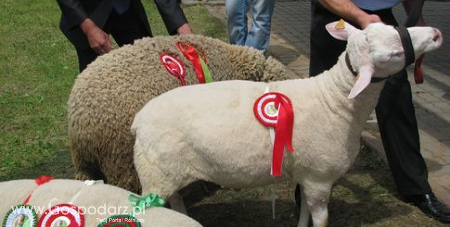 Hodowla owiec z uwzględnieniem ras rodzimych i przetwórstwa mleka - relacja ze szkolenia