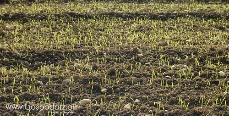 Nowe rozwiązania agrotechniczne poprawiające zimotrwałość ozimin