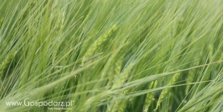 Tydzień na giełdowym rynku zbóż (27.05.2013)