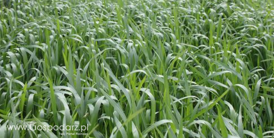 Notowania zbóż. Duży spadek notowań pszenicy (29.05.2015)
