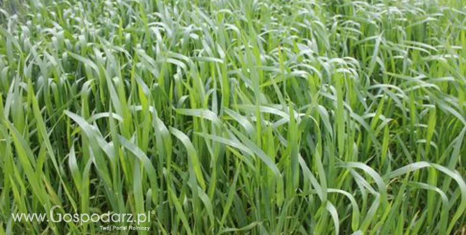 Ukraina – Spadek zbiorów zbóż