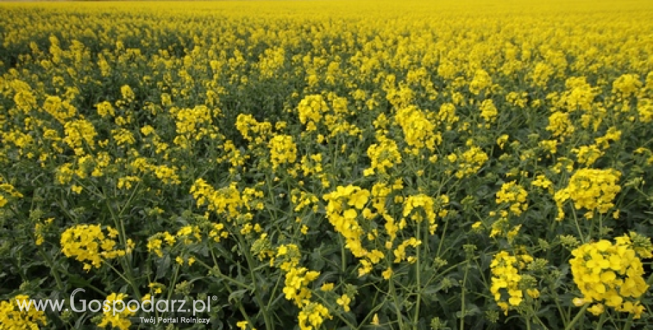 Ceny rzepaku, śruty, oleju i makuchu w punktach skupu (02-08.03.2015)