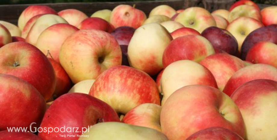 W polskich chłodniach zalega ponad milion ton jabłek