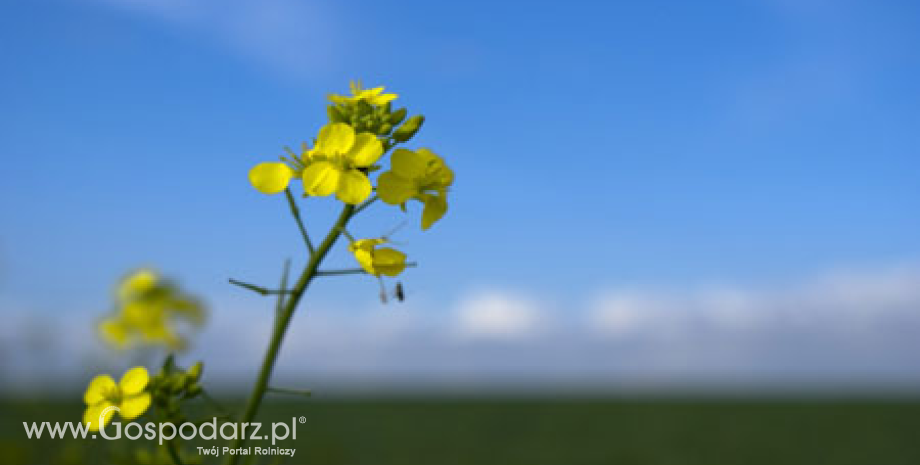 Kontrakty na oleiste mogą drożeć do końca roku- 19.10.2012