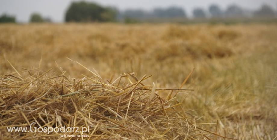 Niespełna 28 mln ton pszenicy we Francji