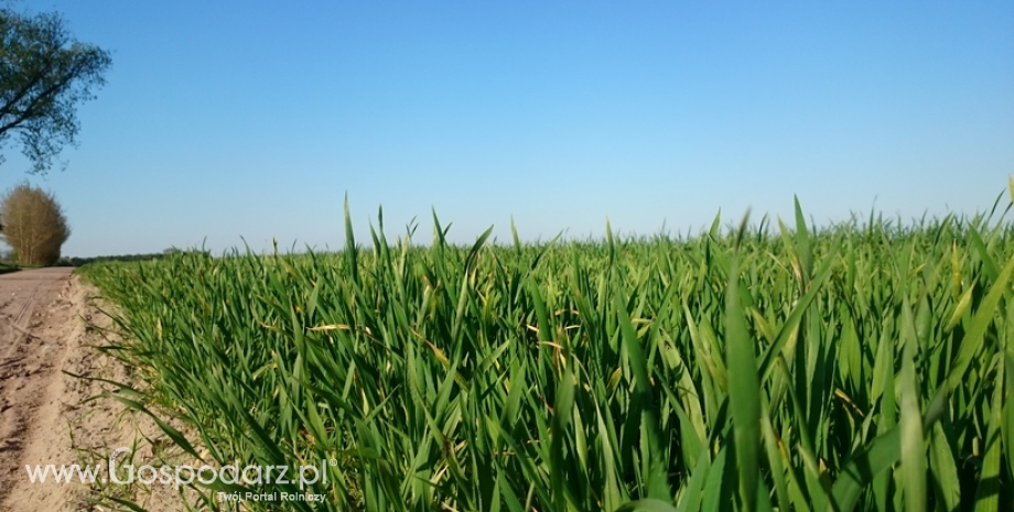 Wzrost cen pszenicy a umowy dzierżawy nieruchomości wchodzących w skład ZWRSP