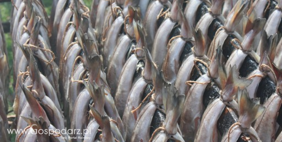 Zrównoważenie stad śledzia i zwiększenie uprawnień do połowów na 2015 r.