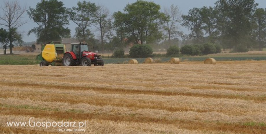 Ceny zbóż w Polsce na giełdach towarowych (3-9.08.2015)