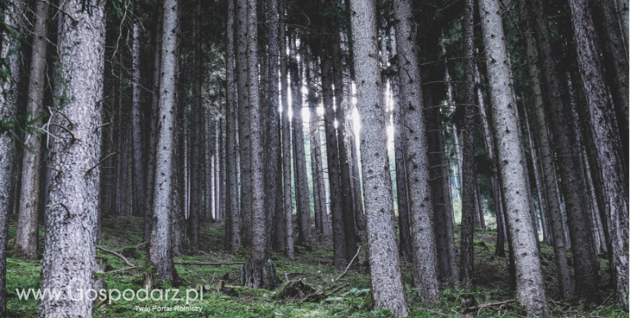 Inwestycje w rozwój obszarów leśnych i poprawę żywotności lasów