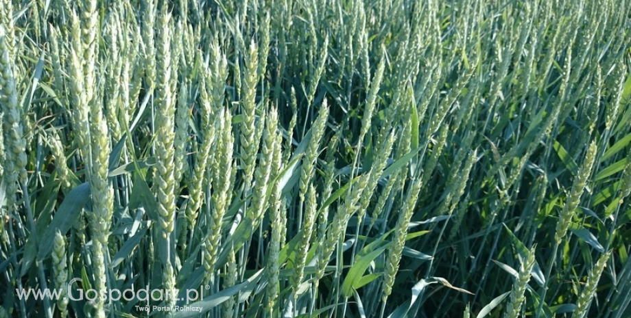 Ukraina powinna wyeksportować w tym sezonie ponad 25 mln ton pszenicy