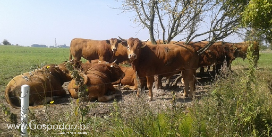 Znikome ryzyko zagrożenia wystąpienia BSE we Francji