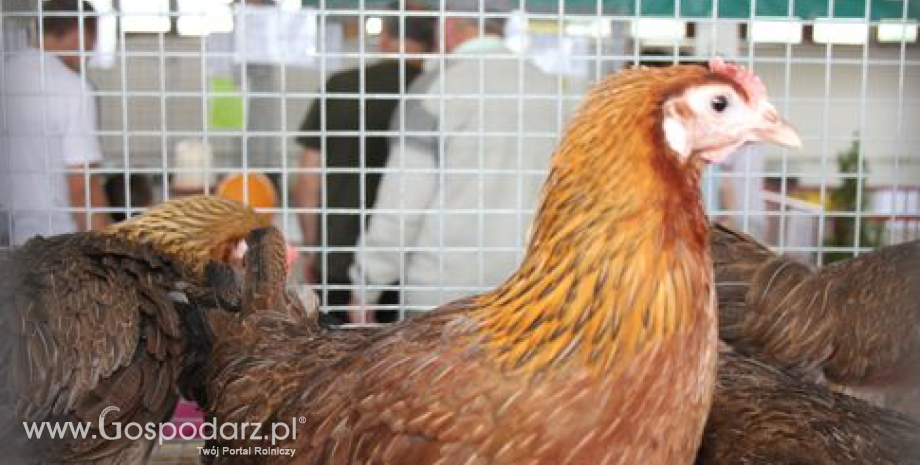 Ceny żywca wieprzowego, wołowego, drobiowego w Polsce (08.05.2016)