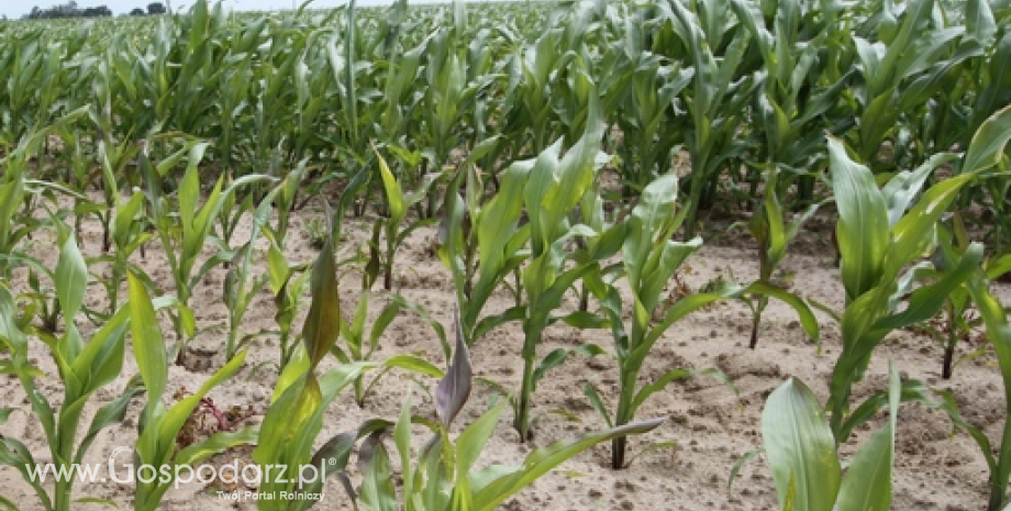 UE: Eksporterzy kukurydzy z Ukrainy wyczerpali już preferencyjne kontyngenty taryfowe