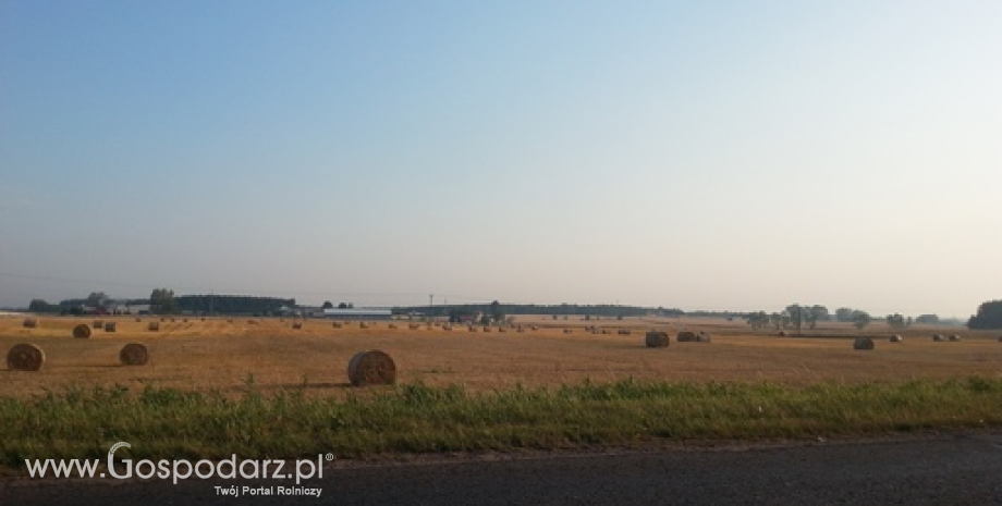 Sytuacja na światowym rynku zbóż powinna być stabilna