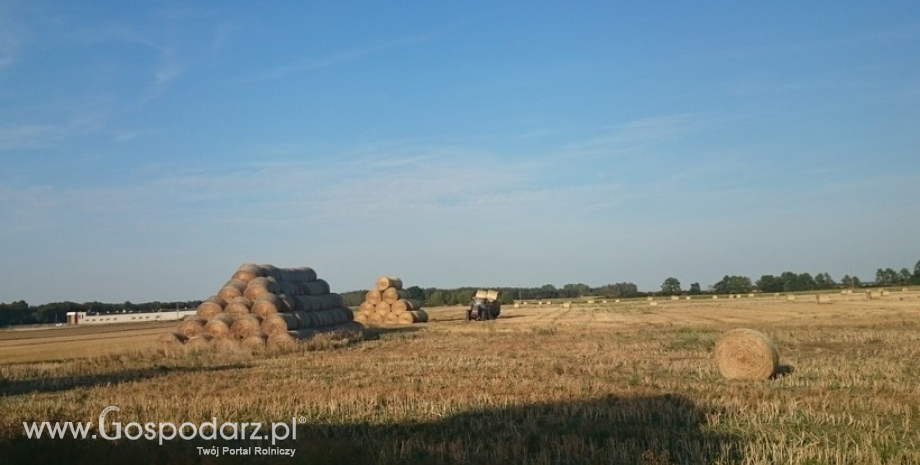 Unijne zbiory zbóż szacowane na 312,6 mln ton
