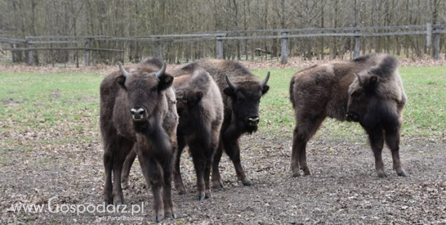 Kolejne żubry jadą do Hiszpanii