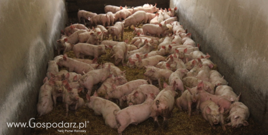 Ukraina – Wykryto pierwszy przypadek afrykańskiego pomoru świń