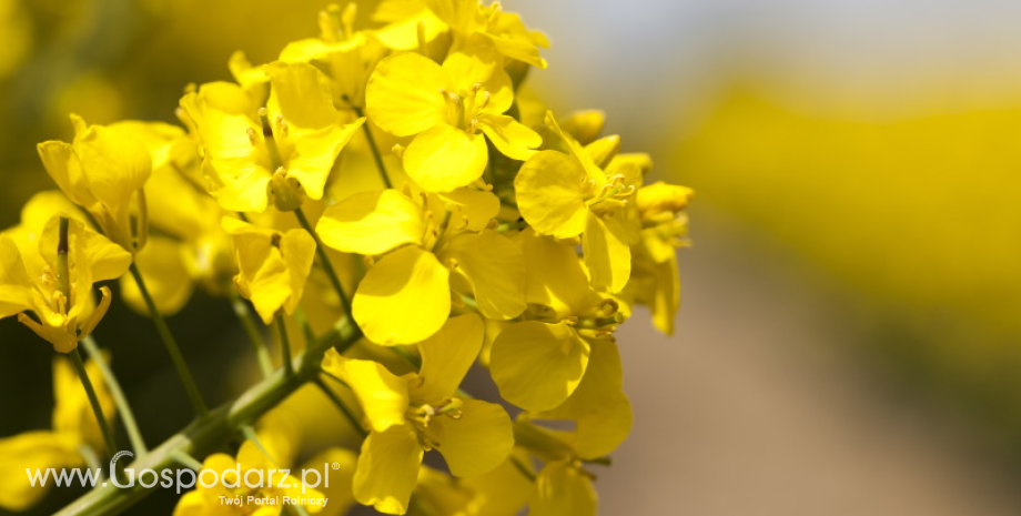 Biofungicydy – nowe możliwości w ochronie rzepaku