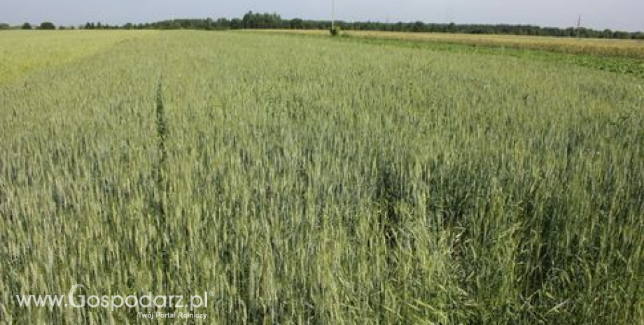 Krajowe ceny zbóż w punktach skupu