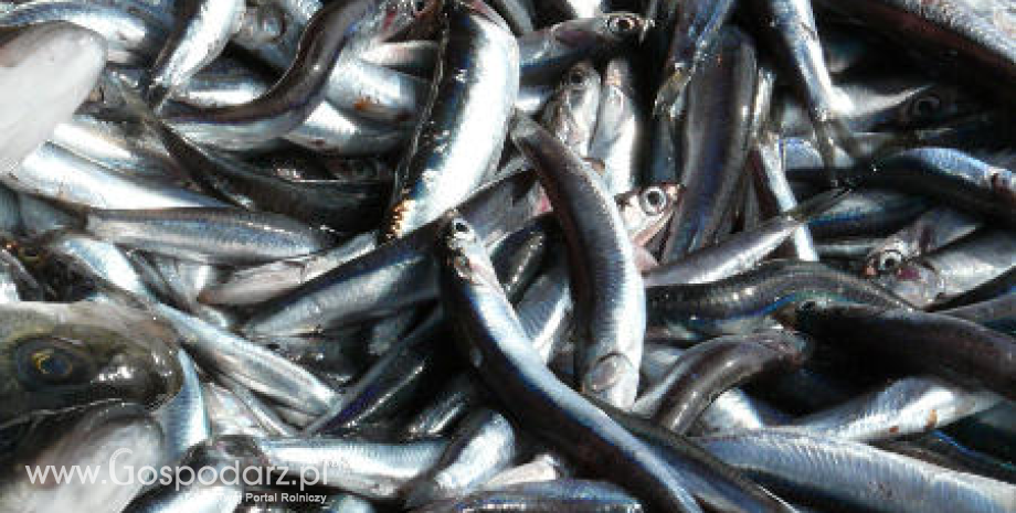 Połowy ryb bałtyckich wzrosły o 13% do 118 tys. ton (I-X 2015)