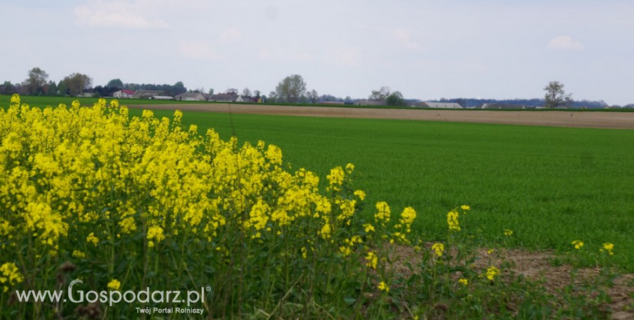 Więcej rzepaku w sezonie 2017/2018, ale bilans nadal napięty