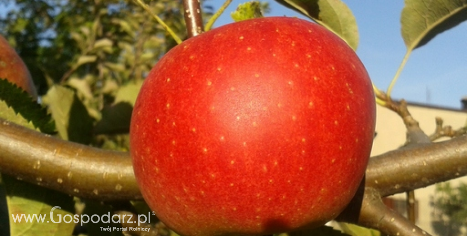 Rynek jabłek we Francji