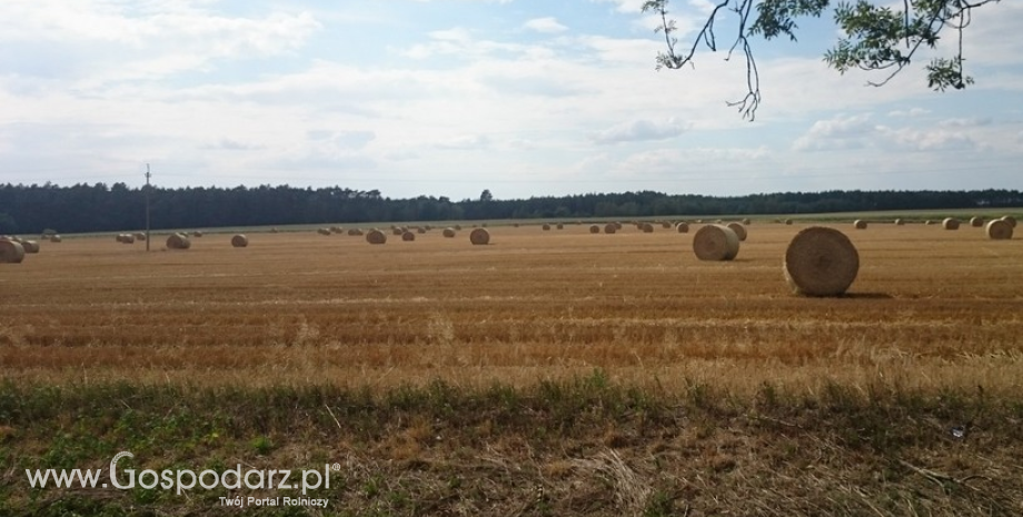 FAMMU/FAPA: Duża podaż hamuje wzrost cen zbóż