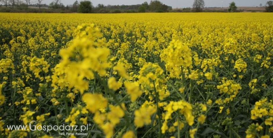 GUS: Zbiory rzepaku w Polsce wyniosły 2,7 mln ton