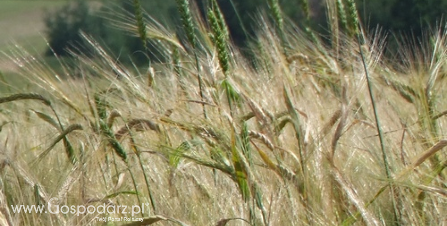 Ceny zbóż w Polsce na giełdach towarowych (04-10.08.2014)