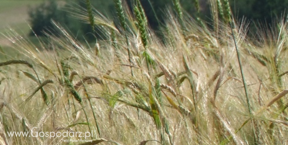 Ceny produktów rolnych (październik 2013 r.)