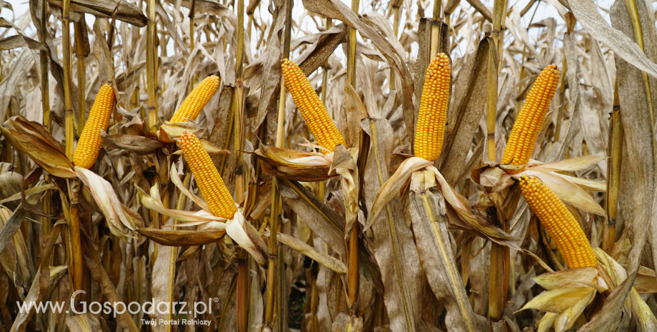 Tempo zbiorów amerykańskiej kukurydzy i soi wyprzedza średnią