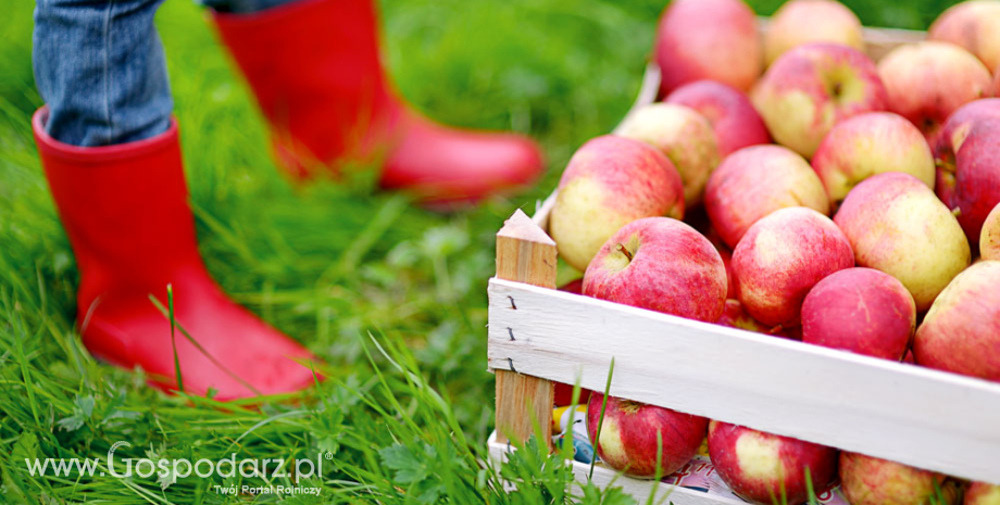 Zapasy jabłek w Polsce i innych krajach UE (luty 2015)