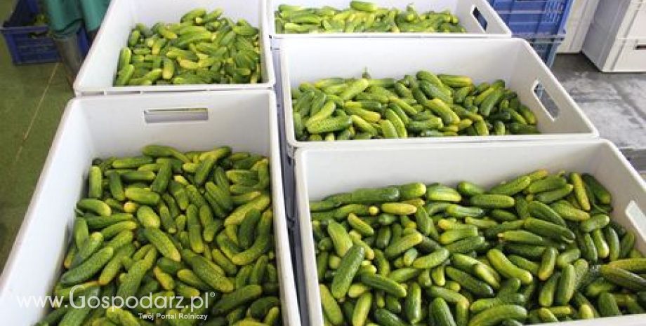 Szkodliwe substancje w warzywach z Ghany. UE wstrzymuje import