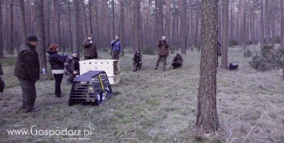 Harda i Mikołaj już na wolności