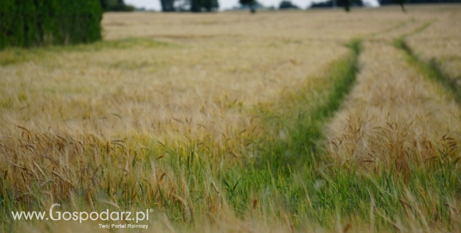 Cena średnia krajowa jęczmienia paszowego jest najwyższa od 3,5 roku